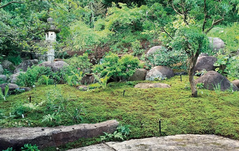 苔と石、樹木で構成された庭